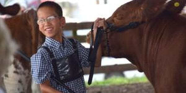 boy showing cattle